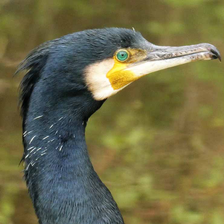 Tête noire grand cormoran
