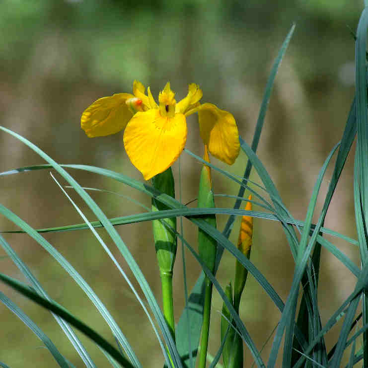 Gros plan sur un iris du marais