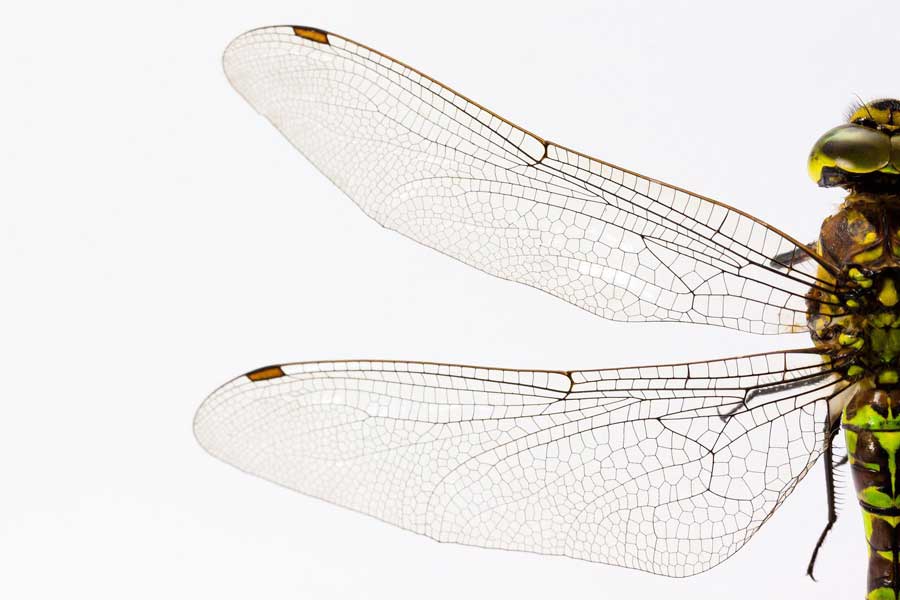 ailes membraneuses transparentes de la libellule