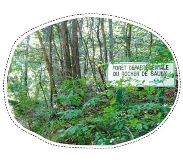 Forêt départementale du Rocher de Saulx