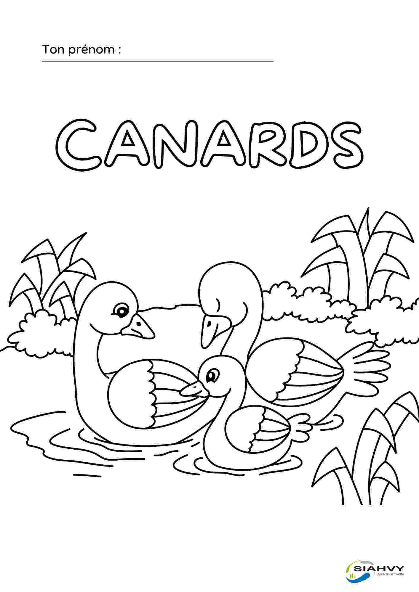 coloriage canards