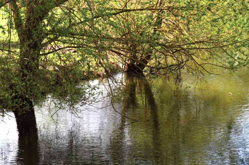 Racines d'arbres dans l'eau