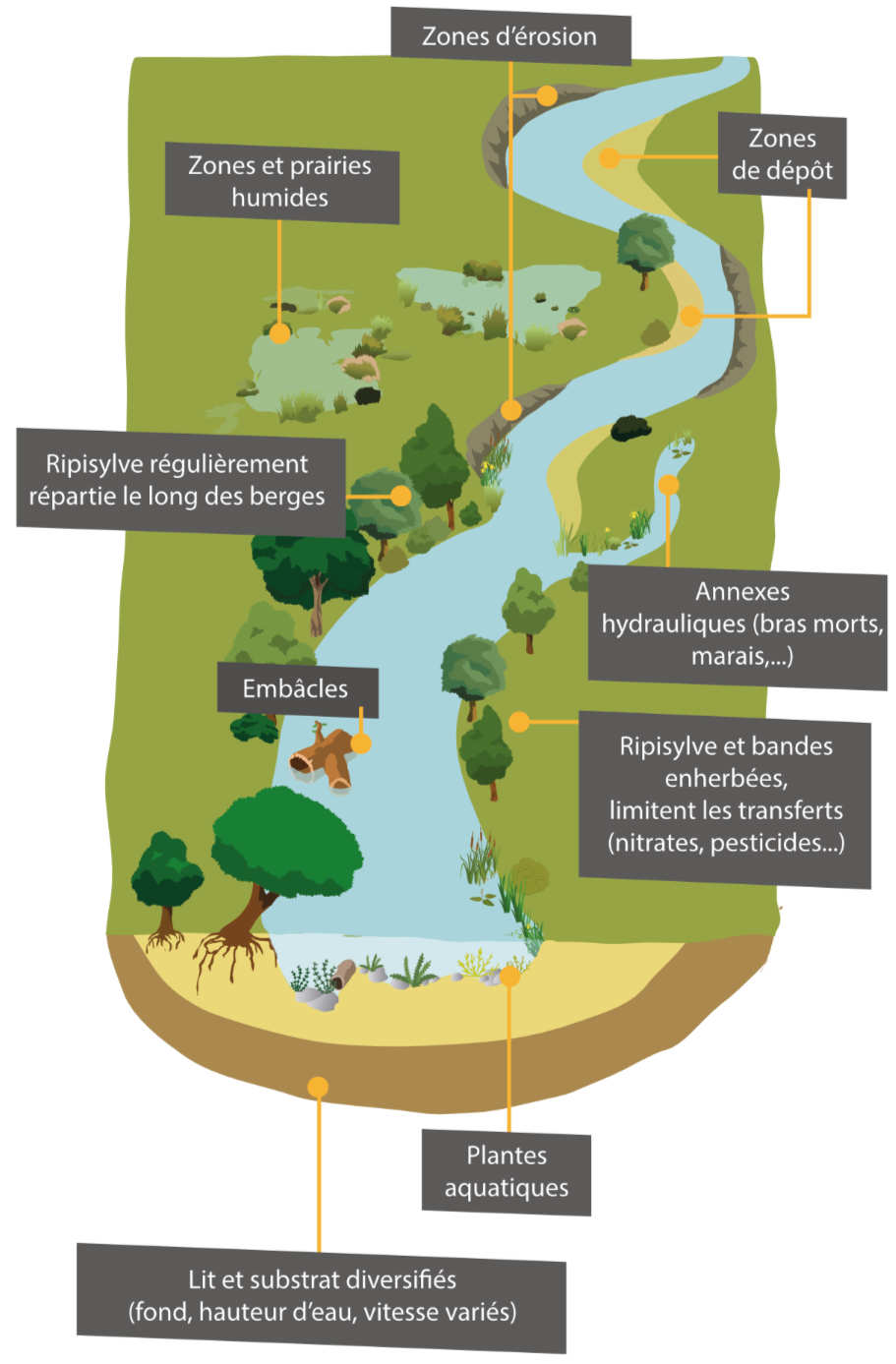 Schéma de fonctionnement d'un cours d'eau