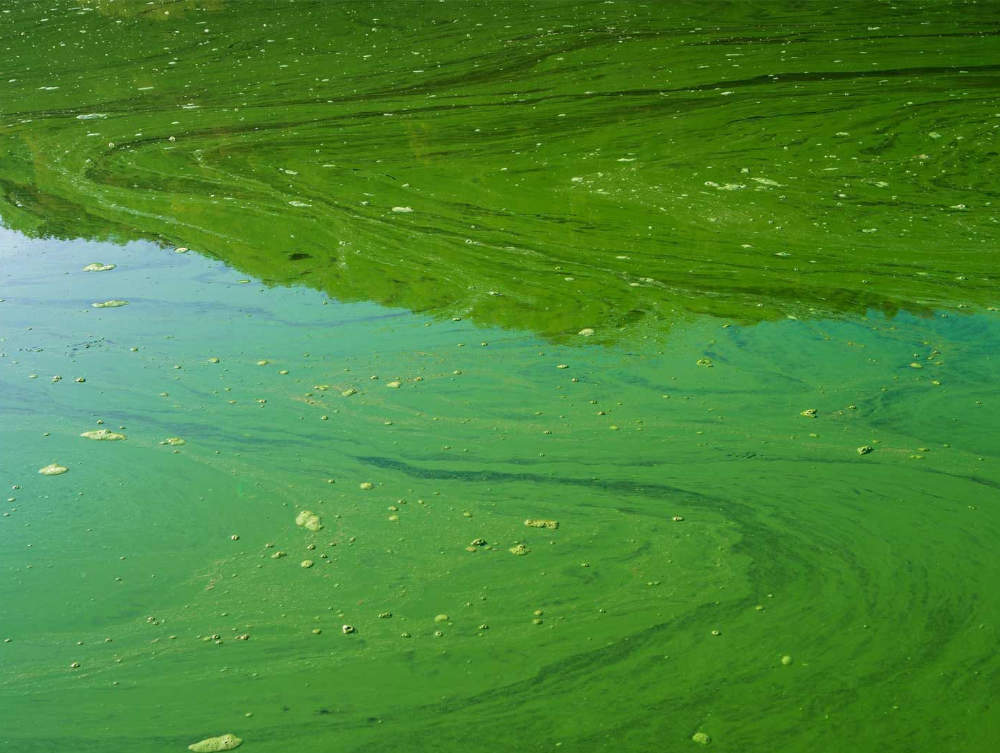 cyano0